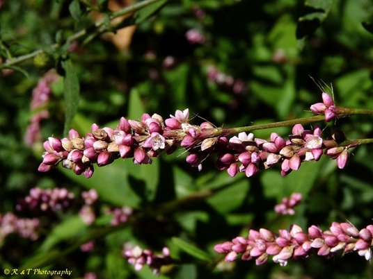 {Persicaria longiseta}